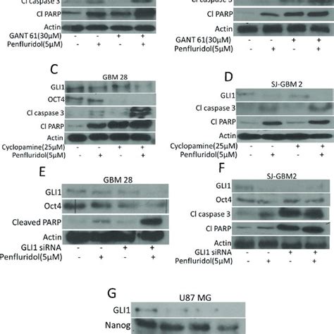 Gli Mediated Suppression Of Glioblastoma Cell Growth By Penfluridol