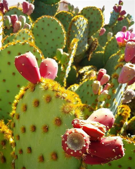 Cacti Cactus Succulent Free Photo On Pixabay Pixabay