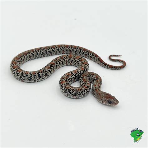 Mexican Black King Snake Cb Baby Strictly Reptiles Inc