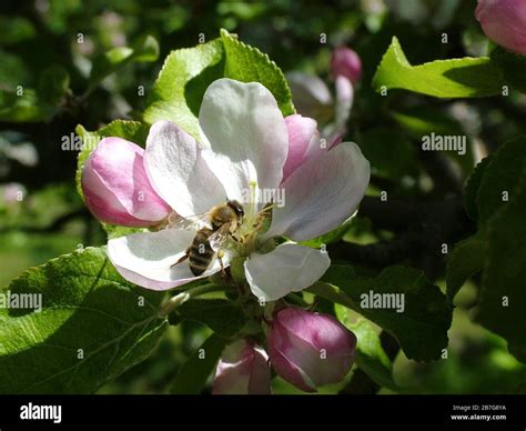 Bee Apple Blossom Pink Hi Res Stock Photography And Images Alamy