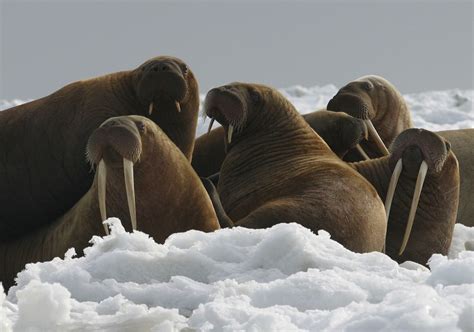 The Week In Wildlife In Pictures With Images Arctic Sea Walrus