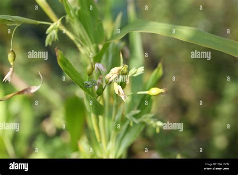 Adlay Millet Plant Jobs Tears Coix Lacryma Jobi Is A Plant Used In