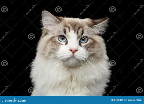 Siberian Cat with Blue Eyes on Isolated Black Background Stock Image ...