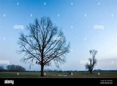 Oak Tree Without Leaves Hi Res Stock Photography And Images Alamy