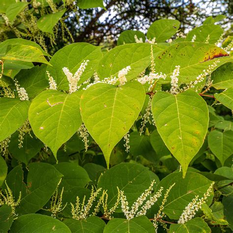 Knotweed Nuisance And Ongoing Blight Walker Morris