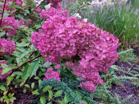 Hydrangea Paniculata Fraise Melba Renba Hortensja Bukietowa