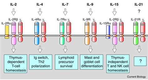 Cytokines Il 21 Joins The γc Dependent Network Current Biology