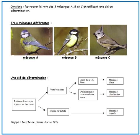 Observer les oiseaux Collège Gustave Nadaud