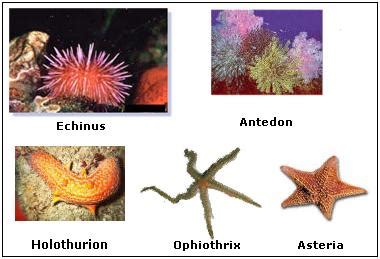 Echinodermata - The Nervous System