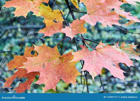 Varias Hojas De Arce Del Otoño Rojas Y Amarillas En Una Rama De árbol