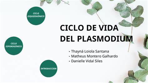 Ciclo De Vida Del Plasmodio