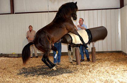 CEM An Insidious And Potentially Pervasive Disease Equine Nutrition