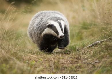 European Badger Stock Photo 511403515 | Shutterstock