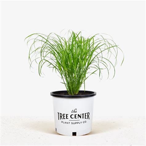 Porcupine Grass For Sale Online | The Tree Center