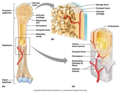 Structure Of A Bone Diagram Chapter 6 Bones And Cartilage