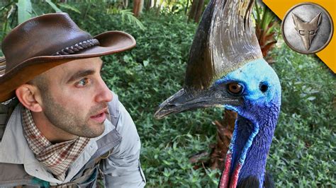 Man Vs Cassowary Youtube