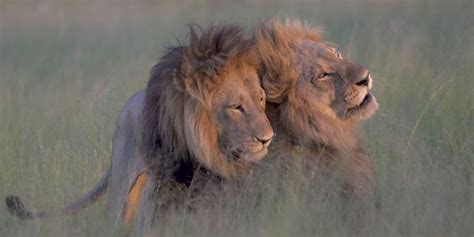 Photographer Captures Two Male Lions Mating In Botswana Male Lion Gay Lion Lion