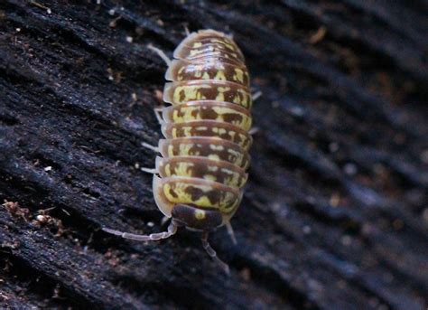 Armadillidium Versicolor Isopod