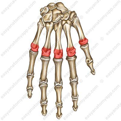 Mittelhandknochen Und Fingerknochen Easy Anatomy 3D