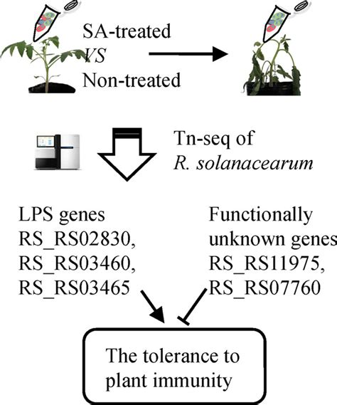 Tn‐seq identifies Ralstonia solanacearum genes required for tolerance ... 