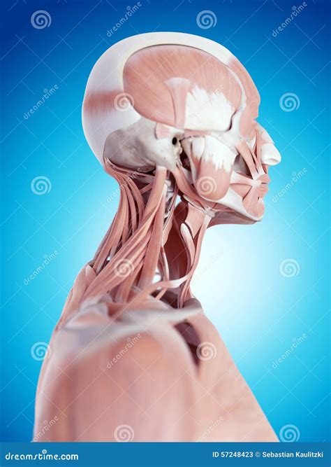 The Neck Anatomy Stock Illustration Illustration Of Rendering 57248423