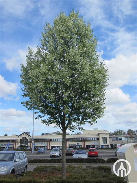 Prunus padus ‘Tiefurt’ | Common bird cherry - Boomkwekerijen M. van den