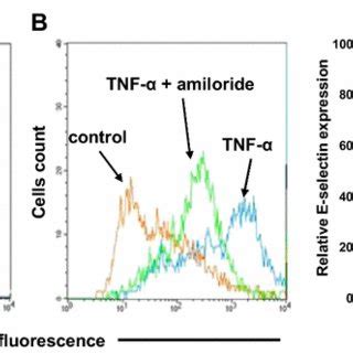 Inhibition Of Green Fluorescent HCC Cells Adhesion To HUVECs By