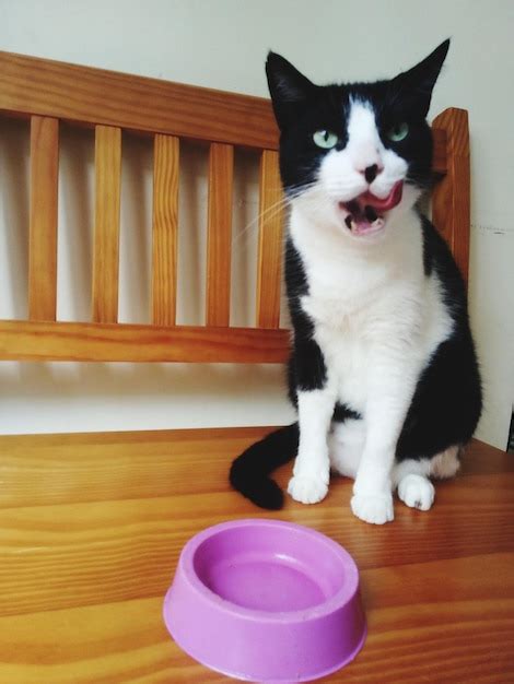 Retrato De Un Gato Sentado En Una Mesa De Madera Foto Premium