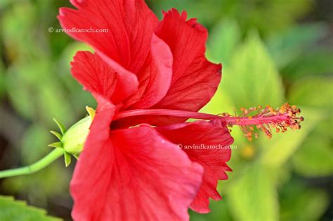 Hd Picture Of Beautiful Red Flower Hibiscus Spreading Its Beauty