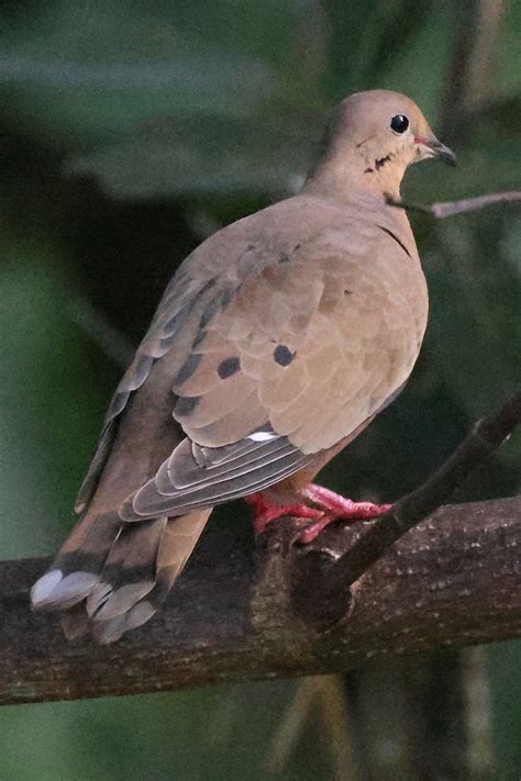 Ebird Checklist Jan Bosque Nacional El Yunque Mirador