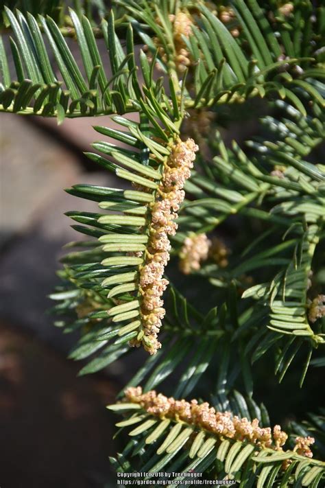 Japanese Plum Yew Cephalotaxus Harringtonii Duke Gardens