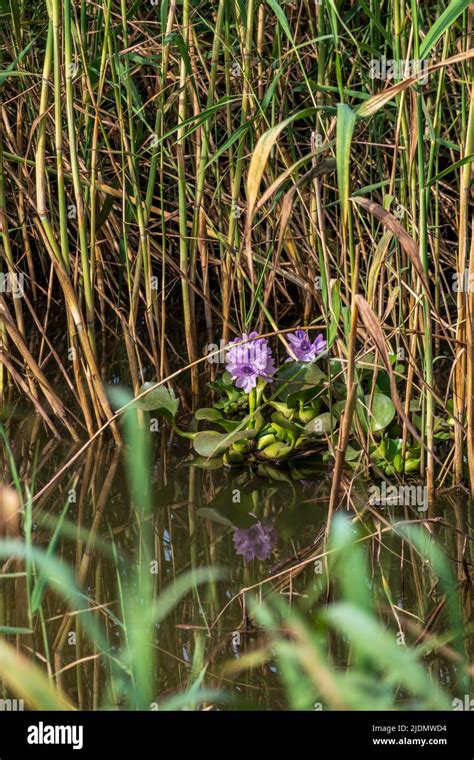 Eichhornia Crassipes Or Common Water Hyacinth Flower Blossomed On The