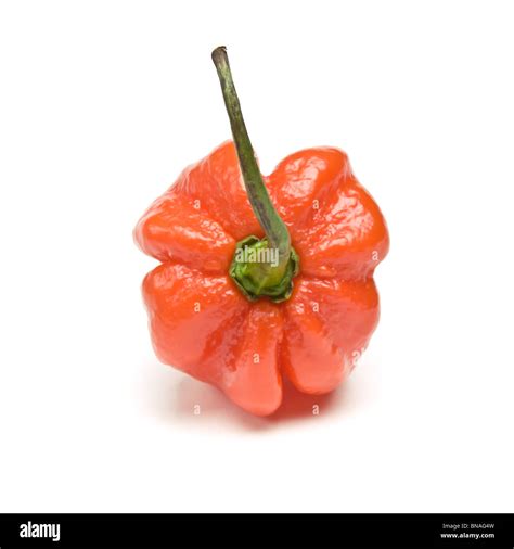 Red Hot Caribbean Scotch Bonnet Chilli Pepper From Low Perspective