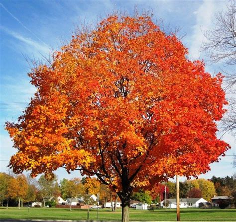 Maple Tree Root System – StudiousGuy