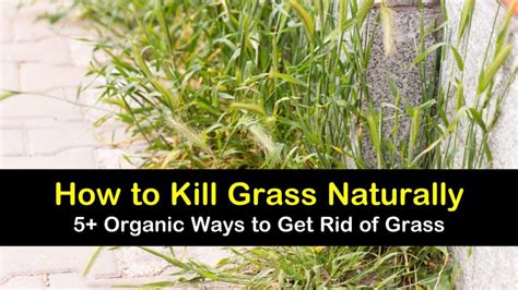 How To Get Rid Of Kikuyu Grass Organically Willcock Hicappeed