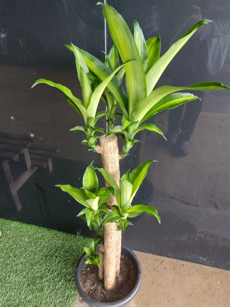 Dracaena Fragrans In In Black Pot Furniture Home Living