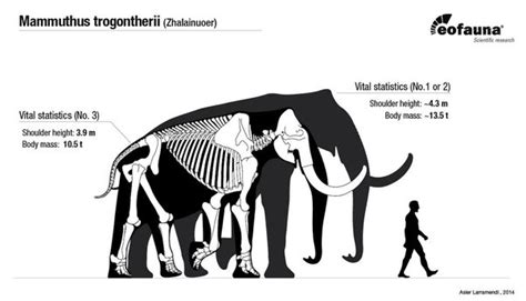 Pleistocene Megafauna