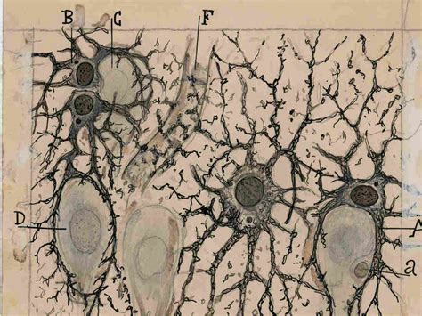 A New Book And Exhibit On Santiago Ramon Y Cajal Highlight Drawings In