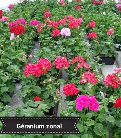 Géranium Zonal Barquette de 6 plants Plantes fleuries à rempoter