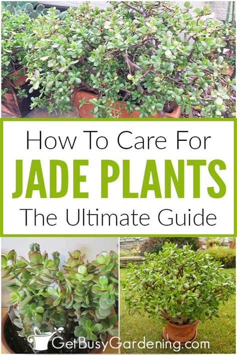 Jade Plant Care Guide How To Grow Crassula Get Busy Gardening