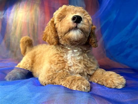 Bichon Poodle Puppies For Sale Red And White Puppies Ready Now