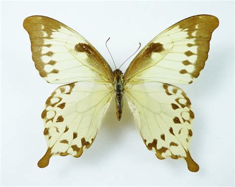 Papilio nobilis ssp. nobilis female - AUREUS butterflies & insects