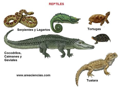 Los Reptiles - Areaciencias