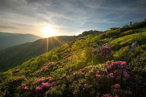 Rhododendron From The Roan Highland Photograph By Jw Photography Fine