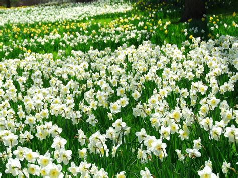 What Is A Naturalized Plant – How To Naturalize Plants - IMP WORLD
