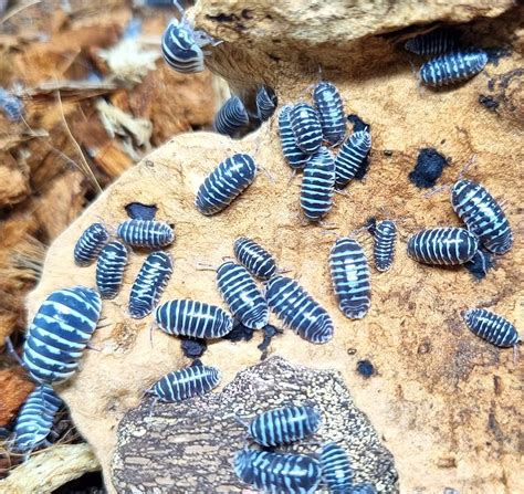 Armadillidium Maculatum Zebra Isopod Tub Of Ridgeway Frozen