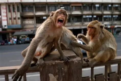 Itbp Trick Monkeys At Chatarpur Covid Care Centre Newsbharati