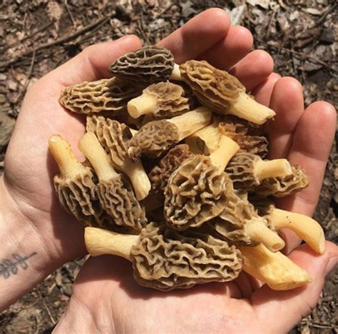 Morel Mushroom Spores In Sawdust Bag Garden Mushroom Seed Etsy