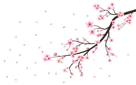 Fleur De Cerisier Fleur De Sakura En Fleurs TemplateMonster