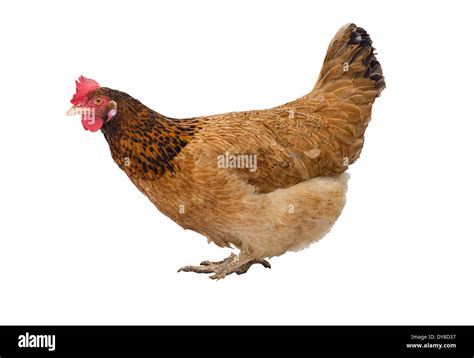 Brown Hen Isolated On White Studio Shot Stock Photo Alamy